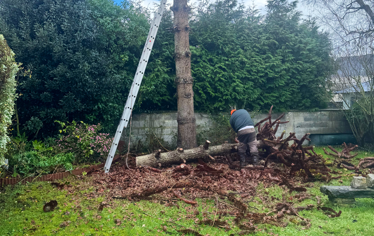 67bf11a82d36b8c6e85117d3