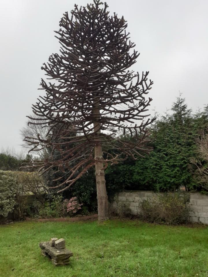 67bf11a92d36b8c6e85117d6